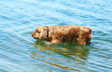 English cocker spaniel in river  の写真素材