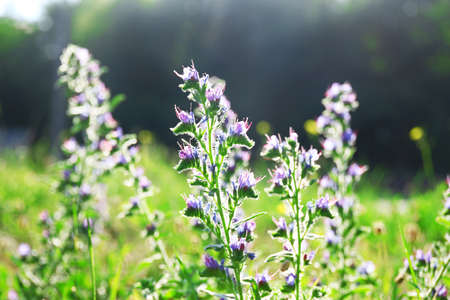 Nature backgroundの写真素材