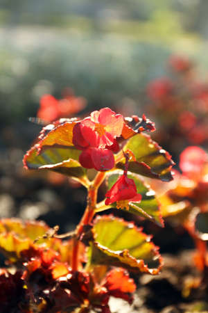 Nature backgroundの写真素材