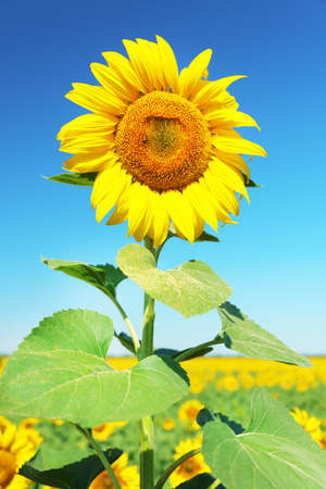 Beautiful sunflower in field close upの写真素材