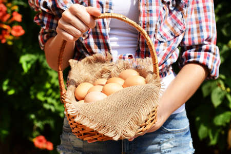 Eggs in wicker basket in female hands outdoorsの写真素材
