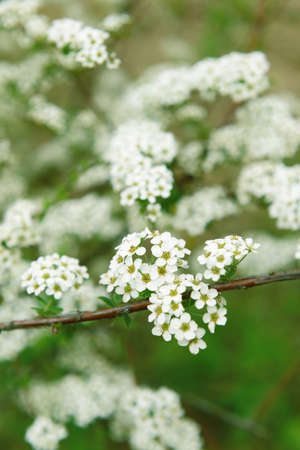 Beautiful blossom outdoorsの写真素材