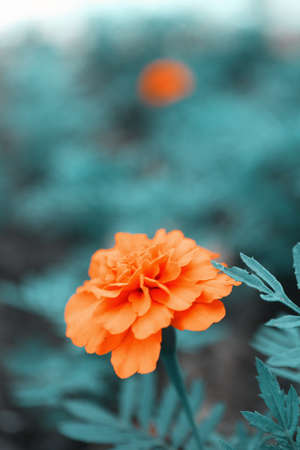 Orange french marigolds (Tagetes patula), outdoorsの写真素材