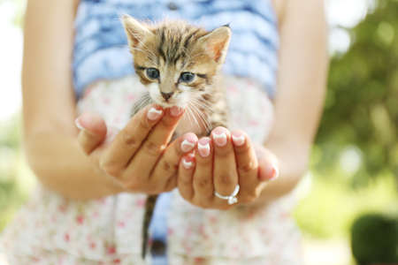 Cute little kitten in hands outdoorsの写真素材