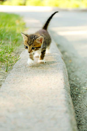 Cute little kitten outdoorsの写真素材