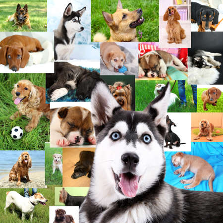 Collage of pretty dogsの写真素材