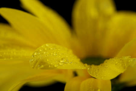 Water drops on yellow flower on dark backgroundの写真素材