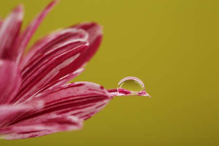 Water drop on purple flower on light backgroundの写真素材