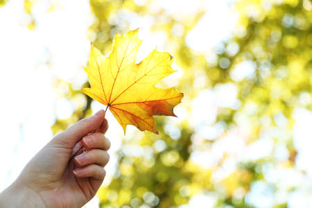 Hand holding autumnal maple leaf with sunlightの写真素材
