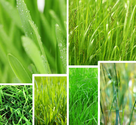 Nature collage Macro grass with water dropsの写真素材