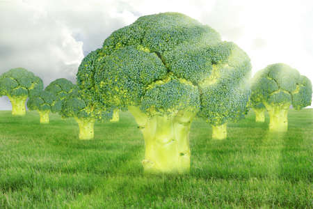 Trees of broccoli.Fantasy landscapeの写真素材
