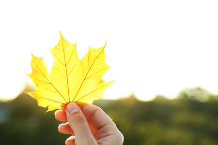 Hand holding yellow maple leaf on  autumn yellow sunny backgroundの写真素材