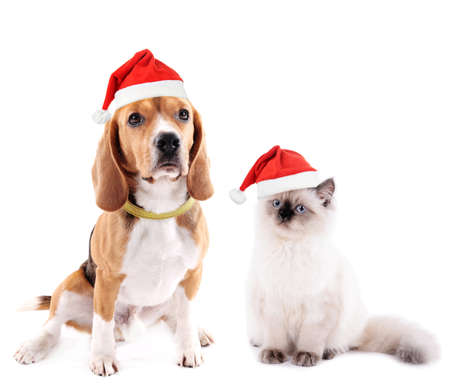 Cat and beagle dog with Santa Hat isolated on whiteの写真素材