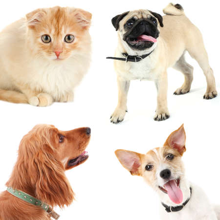 Collage of cute pets isolated on whiteの写真素材