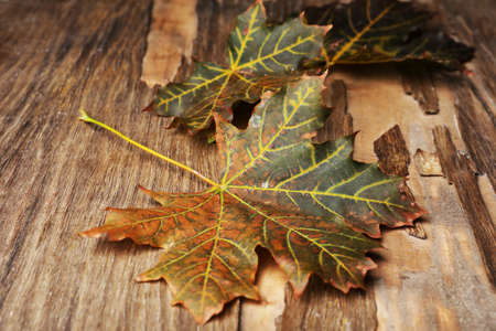Beautiful autumn leaves on wooden backgroundの写真素材
