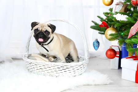 Funny, cute and playful pug dog on white carpet near Christmas tree on light backgroundの写真素材