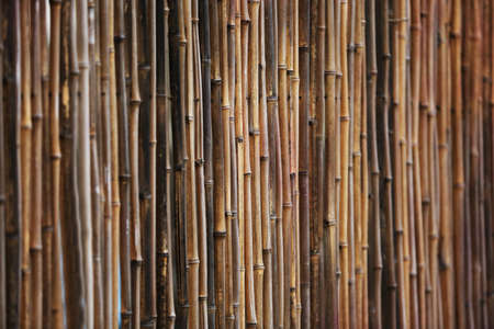 Bamboo fence backgroundの写真素材