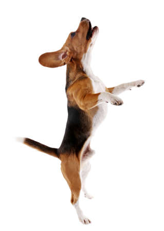 Beagle dog isolated on whiteの写真素材
