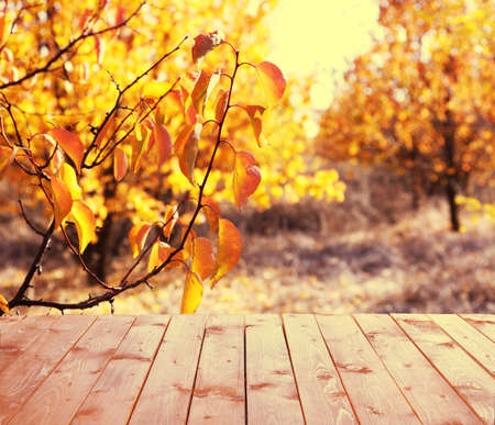 Wooden board on autumn の写真素材
