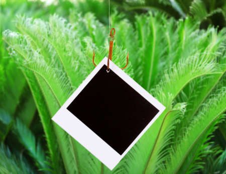 Photo on fish hook on green bush backgroundの写真素材