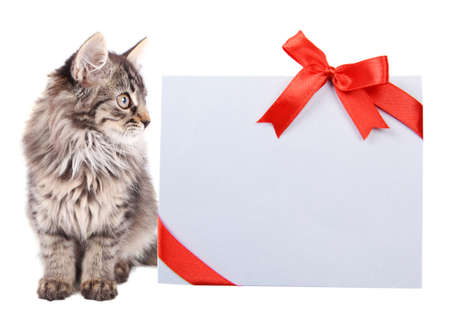 Little kitten with greeting card isolated on whiteの写真素材