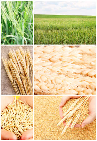 Wheat grain and ears collageの写真素材
