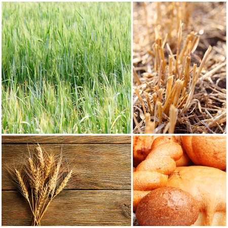 Wheat and bread collageの写真素材