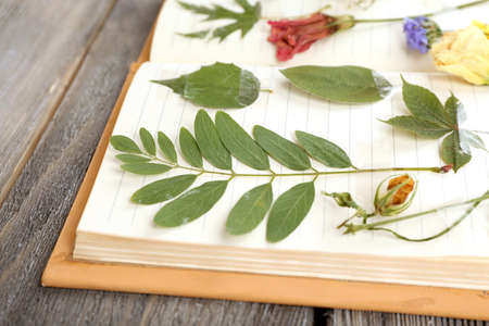 Dry up plants on notebook on wooden backgroundの写真素材