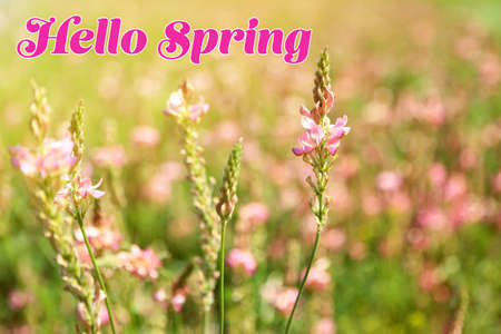 Beautiful wild flowers in the field. Hello Spring conceptの写真素材