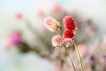 Beautiful dried flowers on bright backgroundの写真素材