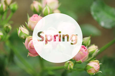 Beautiful roses on green bush. Hello Spring conceptの写真素材