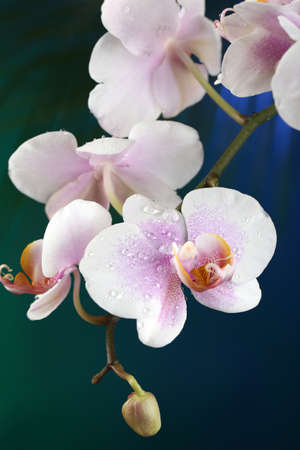 Orchid flowers on dark colorful backgroundの写真素材