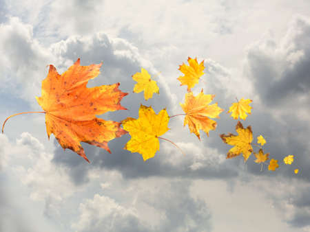 Autumn leaves on sky backgroundの写真素材