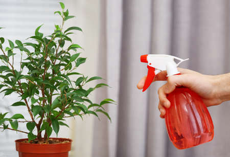 Male hand spraying flowers on white window backgroundの写真素材