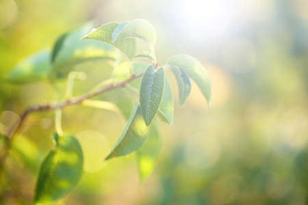 Green leaves with sun raysの写真素材