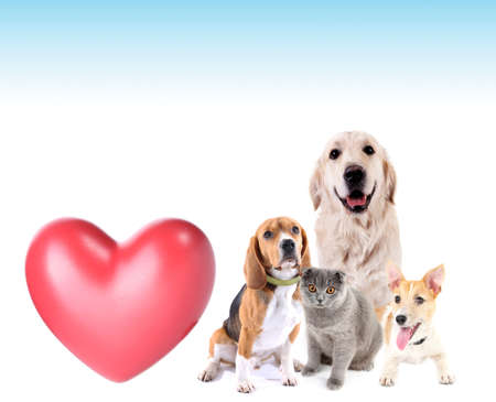 Cute pets with big heart on light backgroundの写真素材