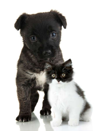 Cute pets isolated on whiteの写真素材