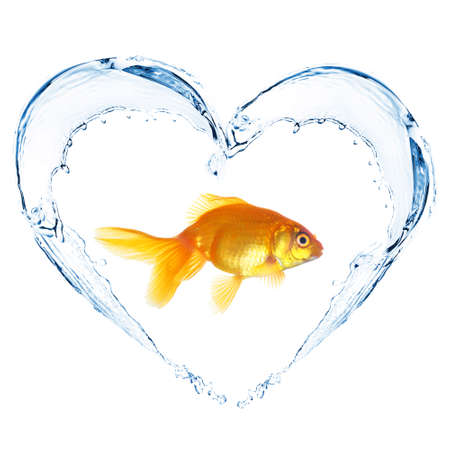 Goldfish in water splashes in shape of heart, isolated on whiteの写真素材