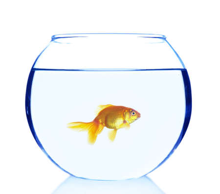 Goldfish in aquarium isolated on whiteの写真素材