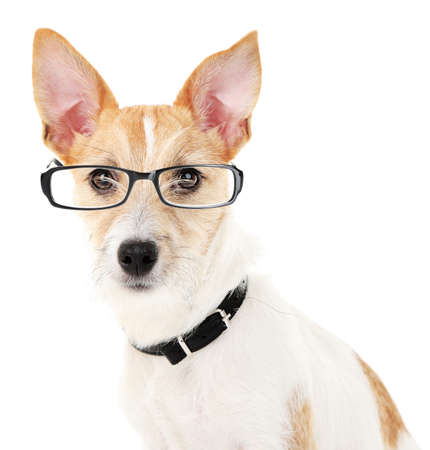 Cute dog with eyeglasses isolated on whiteの写真素材