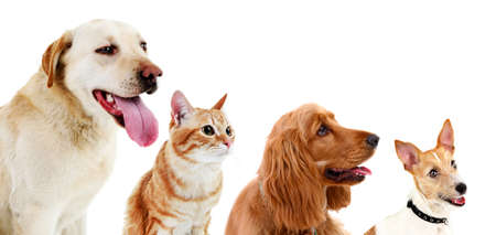 Cute pets in row isolated on whiteの写真素材