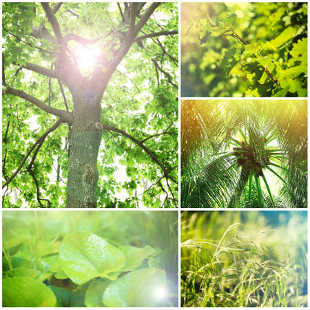 Beautiful nature collageの写真素材