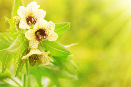 Beautiful wild flowers with sunlightの写真素材