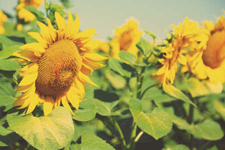 Field of sunflowers with sunlightの写真素材