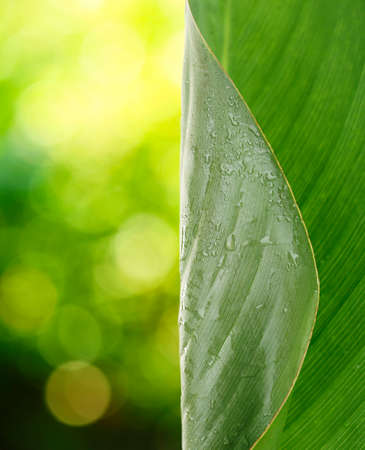 Fresh green leaf with drops close-upの写真素材