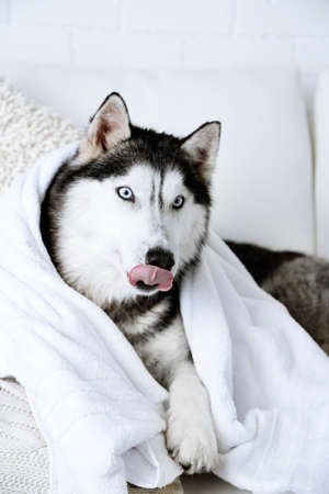 Beautiful cute husky with towel lying on sofa in white roomの写真素材