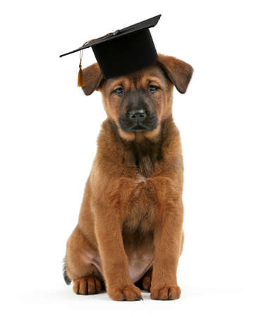 Cute dog  with grad hat isolated on white - education conceptの写真素材
