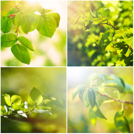 Collage with green leaves on treeの写真素材
