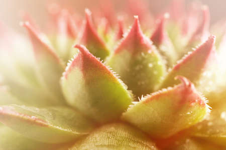 Beautiful succulent plant with water drops close upの写真素材
