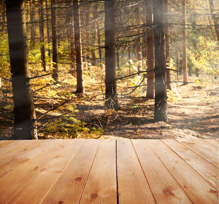 Sunlight in autumn forest. Nature backgroundの写真素材